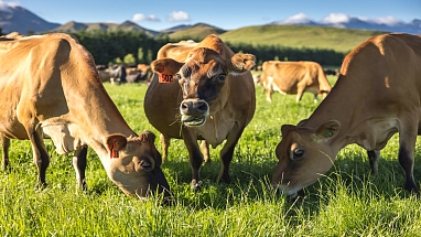 A close up of three cows grazing in a field